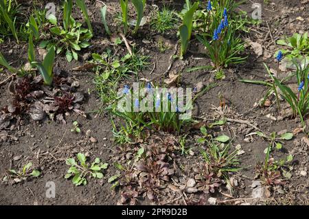 Frühlingshintergrund: Blaue Hyazinthen im Blumenbeet Stockfoto