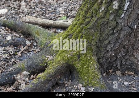 Der Stamm und die Wurzeln eines mit Moos bedeckten Baumes, unter den Herbstblättern des letzten Jahres Stockfoto