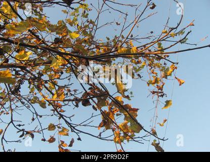 Reben mit Blättern und Beeren winden sich um die Äste des Baumes Stockfoto