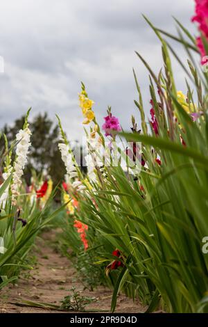 Blütenfeld, das Sie selbst in intensiven Farben und lebhaften Farben schneiden können zeigt den Sommer von blumiger und bunter Seite mit verschiedenen Blumen und vielen bunten Blüten für den Muttertag oder Valentinstag Stockfoto