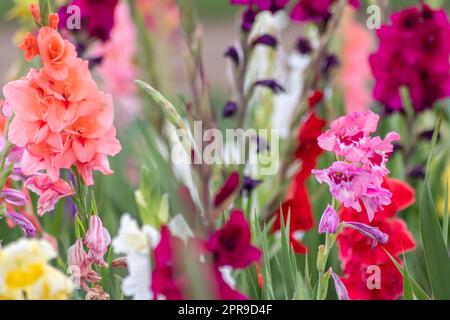 Blütenfeld, das Sie selbst in intensiven Farben und lebhaften Farben schneiden können zeigt den Sommer von blumiger und bunter Seite mit verschiedenen Blumen und vielen bunten Blüten für den Muttertag oder Valentinstag Stockfoto