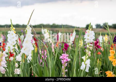 Blütenfeld, das Sie selbst in intensiven Farben und lebhaften Farben schneiden können zeigt den Sommer von blumiger und bunter Seite mit verschiedenen Blumen und vielen bunten Blüten für den Muttertag oder Valentinstag Stockfoto