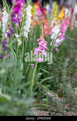 Blütenfeld, das Sie selbst in intensiven Farben und lebhaften Farben schneiden können zeigt den Sommer von blumiger und bunter Seite mit verschiedenen Blumen und vielen bunten Blüten für den Muttertag oder Valentinstag Stockfoto