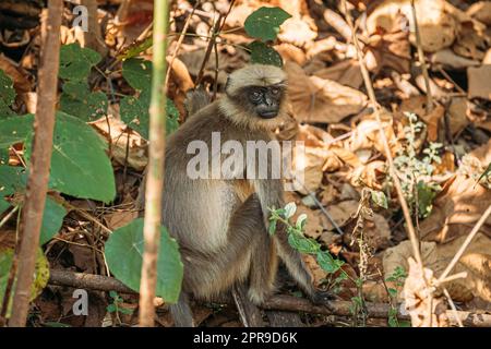 Goa, Indien. Grauer Langur-Affe Auf Waldboden Stockfoto
