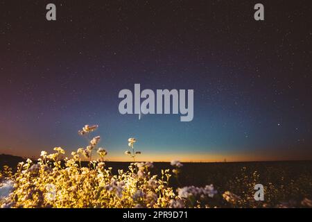 Europa. 18. Juli 2020 Comet Neowise C/2020 F3 in Night Starry Sky über dem Blumenkuchenweizen-Landwirtschaftsfeld. Nachtsterne Im Juli-Monat. Stockfoto