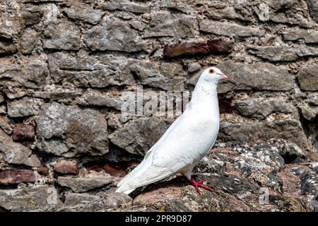 Wilde weiße Taube an der Wand in Chepstow, Monmouthshire, Wales, Vereinigtes Königreich Stockfoto