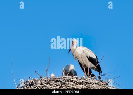 Weißstorch (Ciconia ciconia) Familie im Nest - Werzchucino, Pommern, Polen Stockfoto