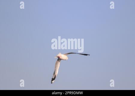 Möwen, die am Himmel fliegen, ihre Flügel schön ausbreiten, versammelt in einer großen Herde. Ist ein Sumpfvogel entlang der Küste Stockfoto