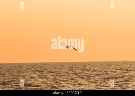 Silhouetten von Möwen, die mit Sonnenlicht über dem Meer fliegen. Stockfoto