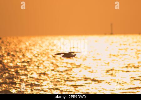 Silhouetten von Möwen, die mit Sonnenlicht über dem Meer fliegen. Stockfoto