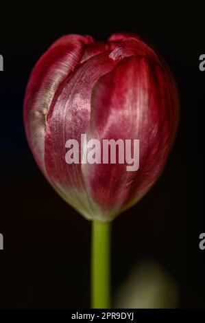 Tulpe mit geschlossenem Blumenkopf. Stockfoto