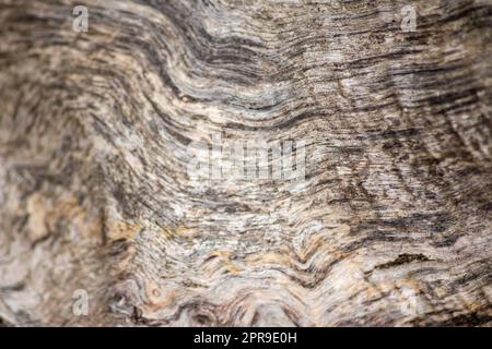 Natürliche Figur organischer Holzmaserung zeigt Baumdetails der Hartholzoberfläche für die Möbelherstellung in der Holz- und Holzindustrie Nachhaltige Materialien und erneuerbare Ressourcen natürliche Holzmaserung Stockfoto