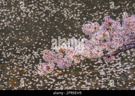 Kirschblüten im Meguro River in voller Blüte Stockfoto