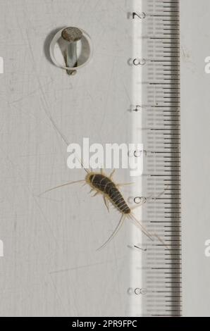 Junger Silberfisch Lepisma saccharinum. Stockfoto