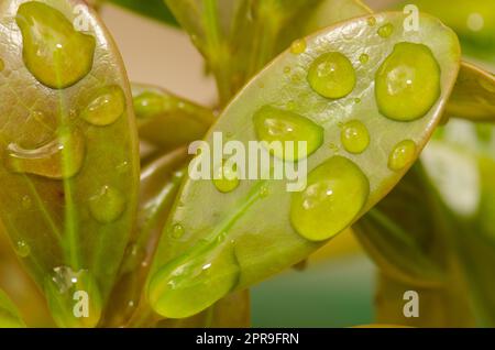 Blätter mit Wassertropfen bedeckt. Stockfoto