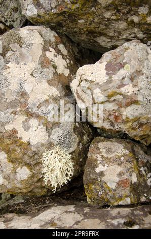 Lichen Ramalina sp. Auf einem Felsen. Stockfoto