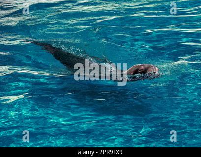 Seelöwe schwimmt im Wasser Stockfoto