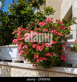 Ein großer Geranium-Busch schmückt eine Terrasse in Israel Stockfoto