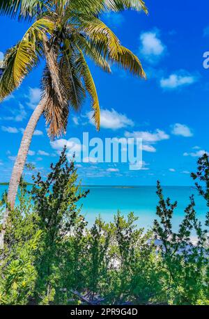 Wunderschöner tropischer natürlicher Strand und Waldpanorama Contoy Island Mexiko. Stockfoto