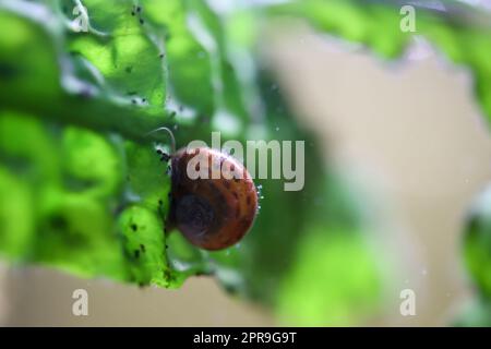 Eine Hornschnecke im Aquarium. Seine Hülle hat die Form eines Horns. Stockfoto