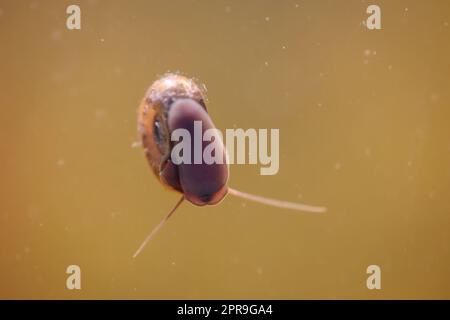 Eine Hornschnecke im Aquarium. Seine Hülle hat die Form eines Horns. Stockfoto