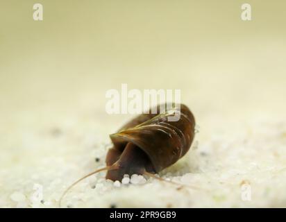 Eine Hornschnecke im Aquarium. Seine Hülle hat die Form eines Horns. Stockfoto