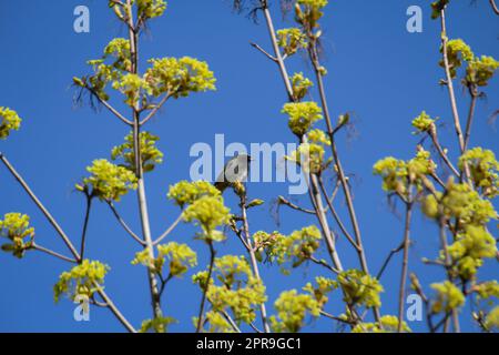 Ein RotStart sitzt oben auf einem Baum. Stockfoto