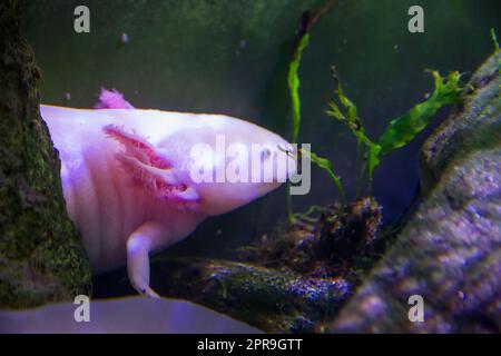 Axolotl schwimmt in einem Fluss. Nahaufnahme Stockfoto