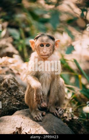 Goa, Indien. Young Bonnet Macaque - Macaca Radiata Oder Zati Sitting On Stone. Porträt Von Cub. Affe Stockfoto