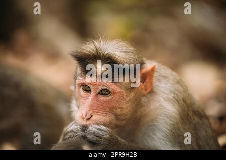 Goa, Indien. Monkey Bonnet Macaque - Macaca Radiata Oder Zati Sucht Flöhe. Nahaufnahme. Affe. Stockfoto