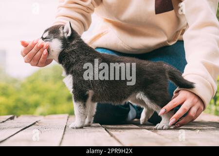 Der vierwöchige Husky-Welpe von weiß-grau-schwarzer Farbe frisst aus den Händen des Besitzers Stockfoto