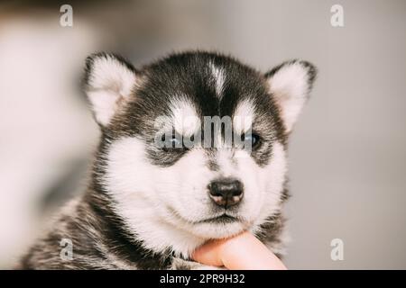 Vier Wochen alte Husky Puppy von weiß-grau-schwarz Farbe Nahaufnahme Porträt Stockfoto