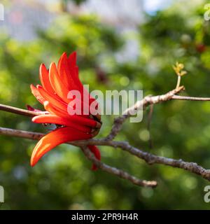 Leuchtend rote spektakuläre Blüten von Erythrina vor blauem Himmel Hintergrund. Erythhrina corallodendron, der rote Bohnenbaum, ist eine blühende Pflanze Stockfoto