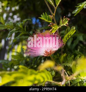 Mimosa Albizia julibrissin Laub und Blumen im Park Stockfoto