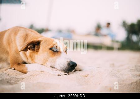 Obdachloser Red Mixed Breed Dog Ruht Sich Draußen Auf Sand Aus Stockfoto