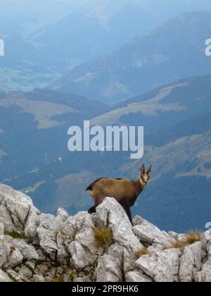 Gämsen an der Hackenkopfe, Wilder Kaiser, Tirol, Österreich Stockfoto