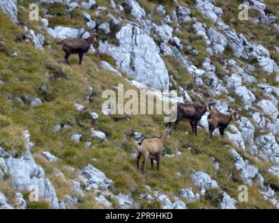 Gämsenherde am Hackenkopf, Wilder Kaiser, Tirol, Österreich Stockfoto