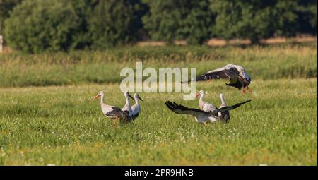Gruppe von Weißstorchen (Ciconia ciconia) auf der Wiese Stockfoto