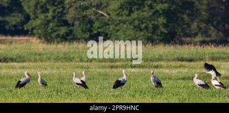 Gruppe von Weißstorchen (Ciconia ciconia) auf der Wiese Stockfoto