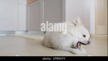 Pommersche Hundekaubehandlung für saubere Zähne und gesundes Zahnfleisch Stockfoto