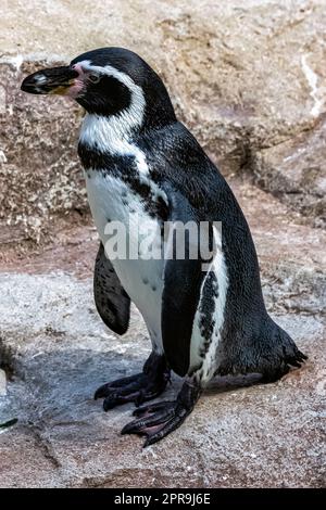 Humboldt-Pinguin (Spheniscus humboldti) - Chile Stockfoto