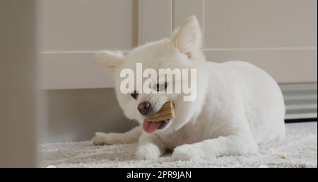 Pommersche Hundekaubehandlung für saubere Zähne und gesundes Zahnfleisch Stockfoto