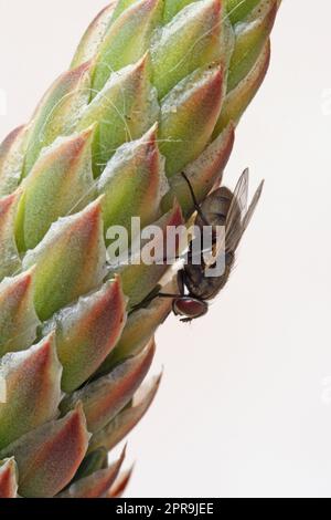 AGAVE 210 Aloe distans mit Fliege Stockfoto