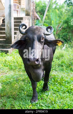 Wasserbüffel in der Landschaft von Unawatuna in Sri Lanka Stockfoto