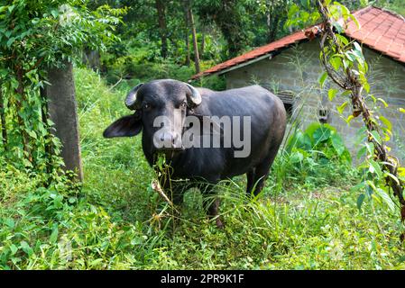 Water Buffalo in the countryside of Unawatuna in Sri Lanka Stock Photo