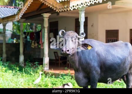 Wasserbüffel in der Landschaft von Unawatuna in Sri Lanka Stockfoto