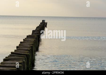 Möwen hoch oben auf einem hölzernen Wellenbrecher mit dem Meer im Hintergrund. Stockfoto