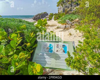 Tulum Ruinen Maya Tempel Pyramiden Informationsschild an Bord Mexiko. Stockfoto