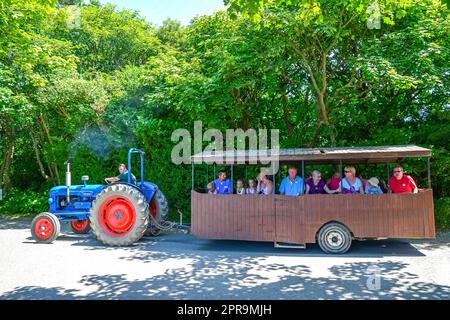 Traktor-Tour an Healeys Cornish Cyder Farm, Penhallow, Truro, Cornwall, England, Vereinigtes Königreich Stockfoto