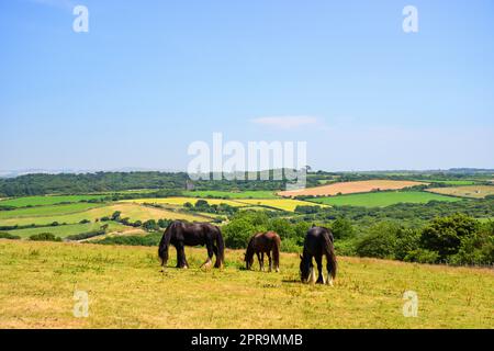 Pferde grasen auf Gebiet Healeys Cornish Cyder Farm, Penhallow, Truro, Cornwall, England, Vereinigtes Königreich Stockfoto